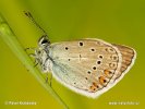nahled-modrasek-uslechtily-