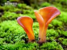 nahled-rosolovec-cerveny-596.jpg