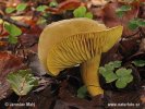 nahled-ciruvka-sirozluta-