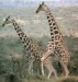 giraffe_mating2.jpg